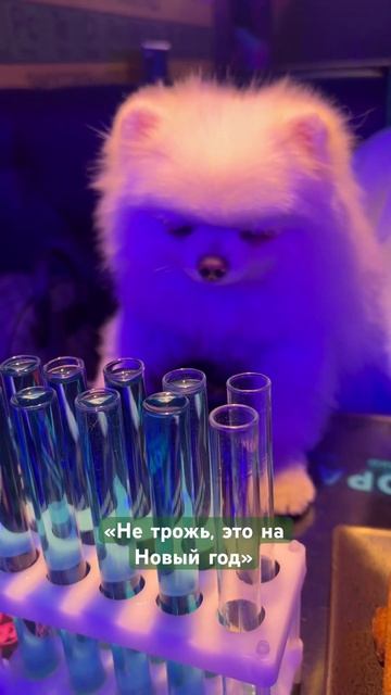 С Новым годом! 🍾 #новыйгод #пхукет2024 #шпиц