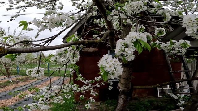 Состояние абрикоса на 27 апреля смотреть онлайн