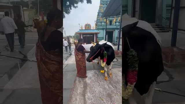 ЯТРАХ ДХАРМА ТАТРА ДЖАЙЯ. ДЕНЬ - 2. ЧАСТЬ - 2. ПОЖЕРТВОВАНИЕ В ДАР КОРОВ И ТЕЛЯТ.