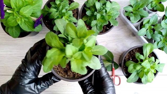 Обрезка Петуний. Подкормка для роста боковых побегов