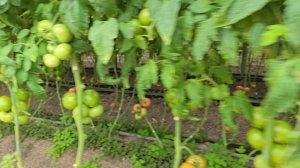 томаты Пинк Айди и Хакимару в сравнении. 25 апреля 2025 год.