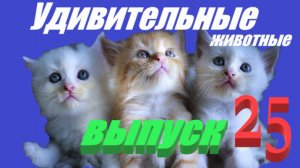 Удивительные животные выпуск 25