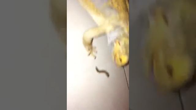 Бородатая Агама (Жорик)