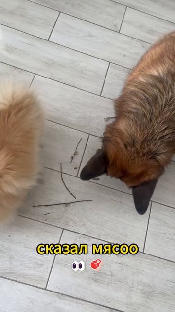 Тайга и Фенёк на правильном питании🐶 немецкая овчарка и шпиц смотреть онлайн