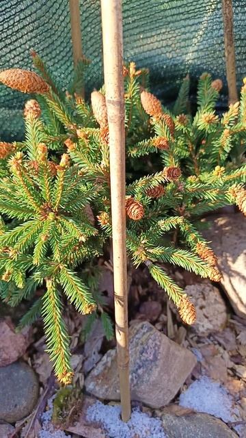 Ель обыкновенная Пуш.
( Picea abies Pusch ) смотреть онлайн