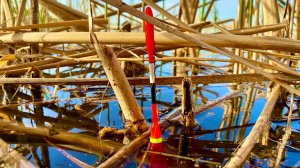 КАМЫШ КИШИТ ОТ РЫБЫ рыбалка на поплавок на реке