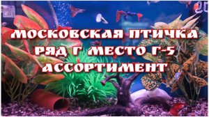 ПТИЧИЙ РЫНОК, г. Москва / Ряд Г. Павильон Г-5 / Ассортимент рыбок и кормов