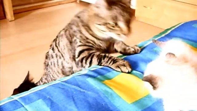 Серый зайчик