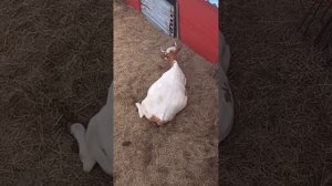 КАК ЗАЩИТИТЬ КОРОВ ОТ КЛЕЩА,МОШКИ,ОВОДА,ПАУТА?