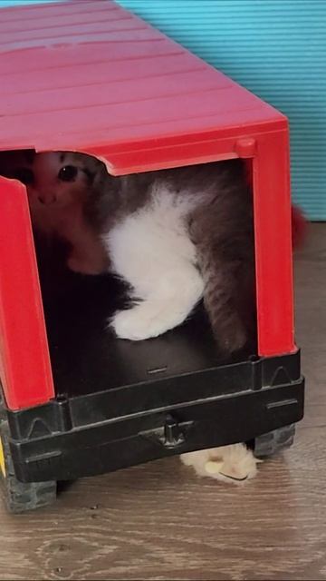 Маленький котенок запрыгивает в кузов грузовика, дубль 2. смотреть онлайн