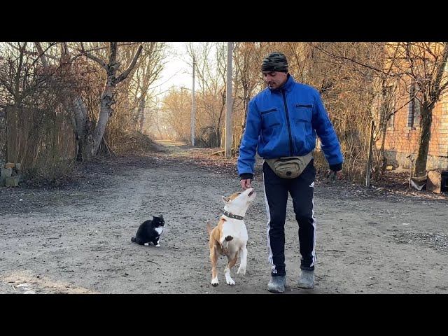 Стаффордширский терьер-Команда ко мне с Котом Марсиком! смотреть онлайн