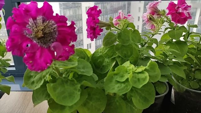 Обзор Петуний перед высадкой в открытый грунт смотреть онлайн