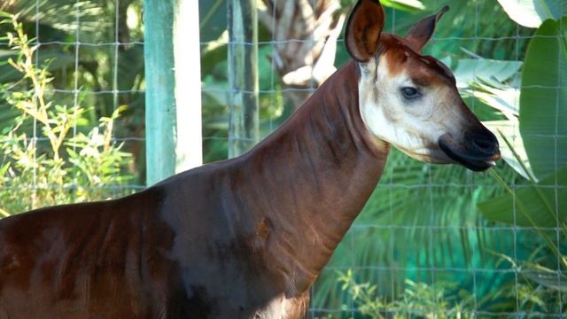 Mengapa Orang Kuno Tidak Percaya Okapi Benar Ada?