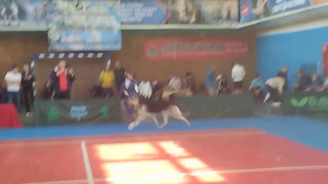 кобель открытого класса .Гуннар.МОНО ВЕО КЧК. 14.04.24. Нижний Новгород смотреть онлайн