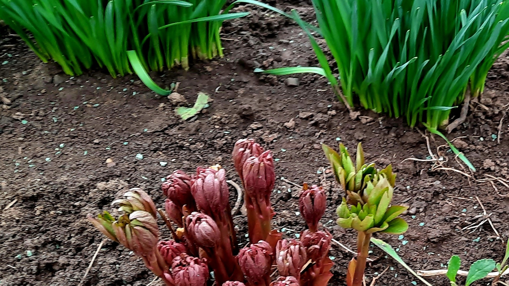 Весенняя подкормка пионов для пышного цветения!! смотреть онлайн