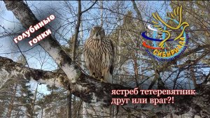 ястреб тетеревятник