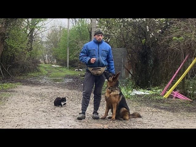 Немецкая овчарка Тайсон-Дрессировка смотреть онлайн