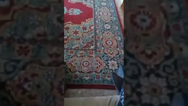 Игра в отбиралки шпиц Боня