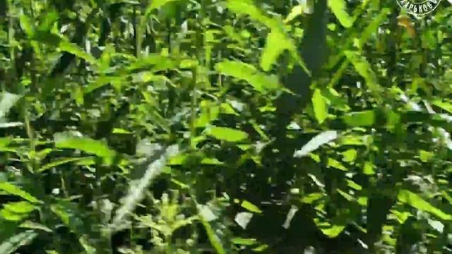 Cпуск с горы. Травянское вдхрн, Харьковская обл (2008.06.21)