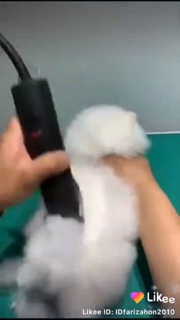 Забавный и милый шпиц (померанский карлековый шпиц)