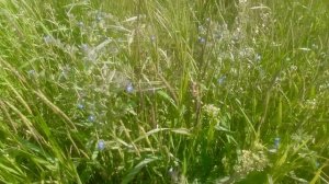 VID_20250426_154815.mp4