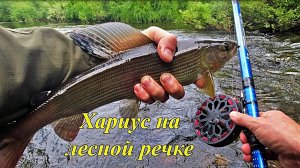Рыбалка на ХАРИУСА/НАХОДКИ в тайге удивляют! Живая ящерица в желудке хариуса!