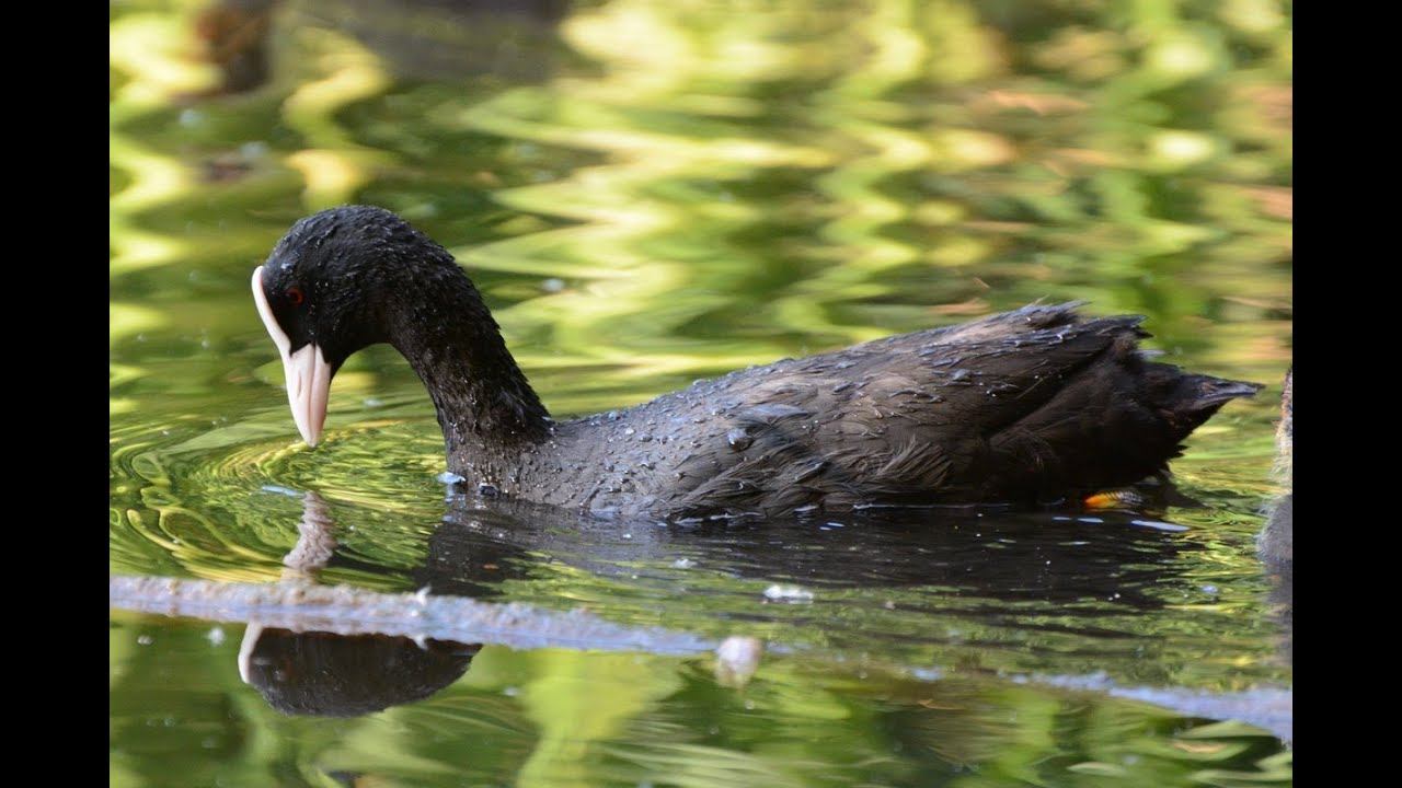 Ах Моська, знать она сильна....#Shorts смотреть онлайн
