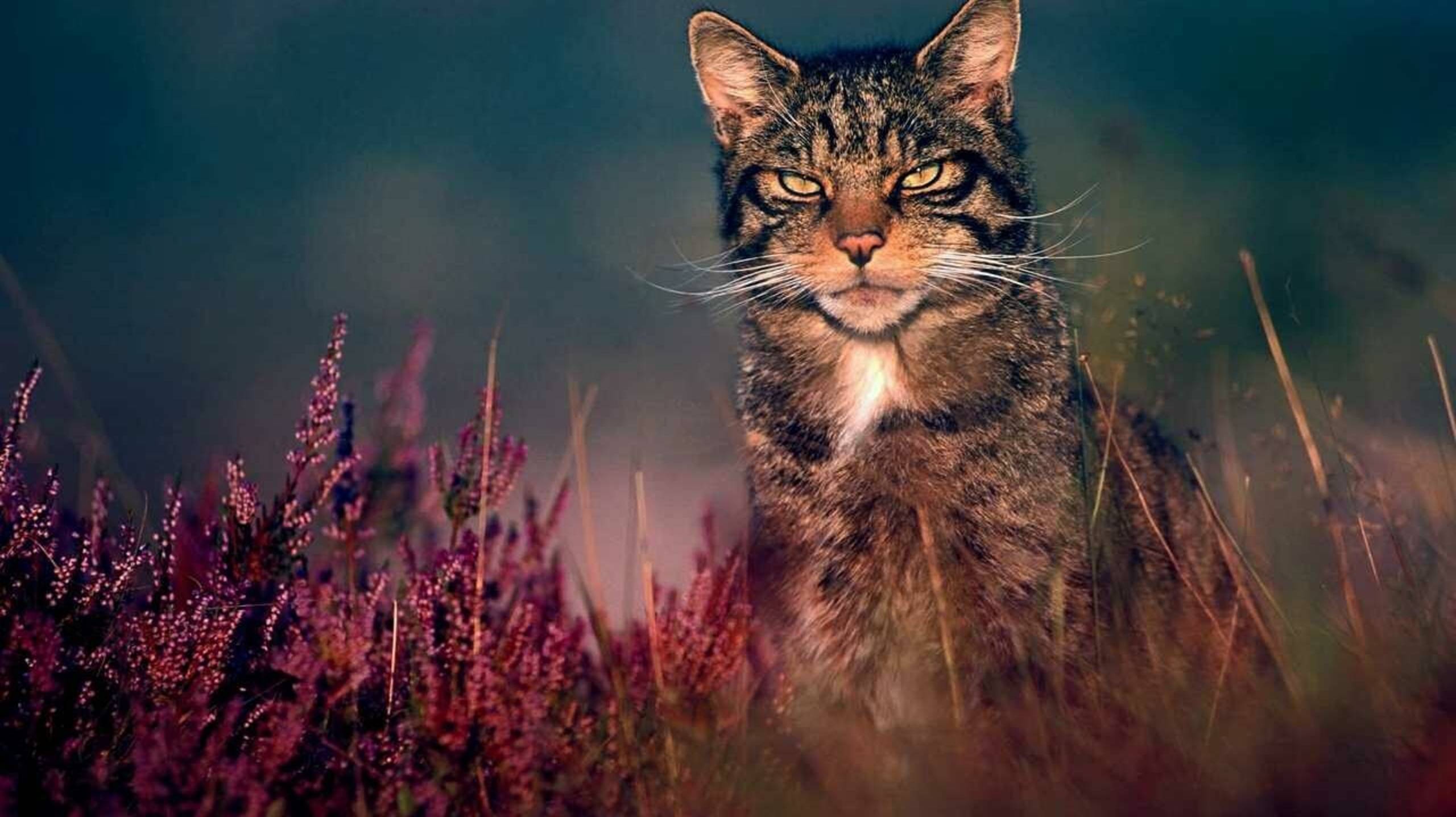 Без Кота и жизнь не та смотреть онлайн