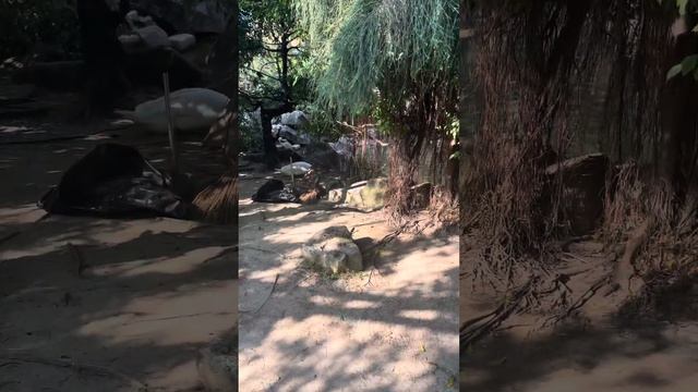 Вьетнам. Экскурсии. Нячанг 2023. Парк развлечений ВИНПЕРЛ. смотреть онлайн