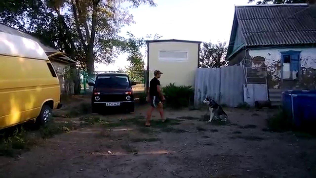 хаски нкд