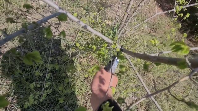 Формировка деревьев,секатором Samurai KS-8T 👍💪🌳 смотреть онлайн
