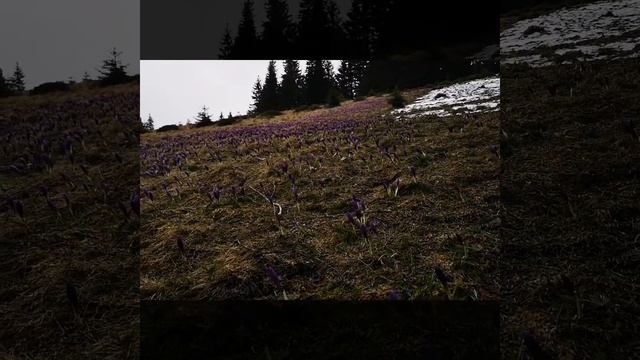 Похід на гору Ротило смотреть онлайн