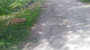 Два кота 1 сезон