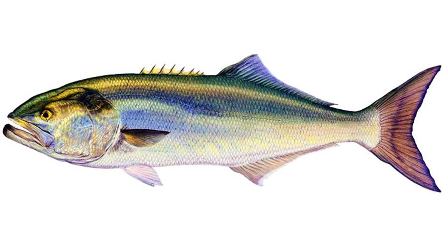 Луфарь. Подводная охота. (1 серия) 2025 год. смотреть онлайн