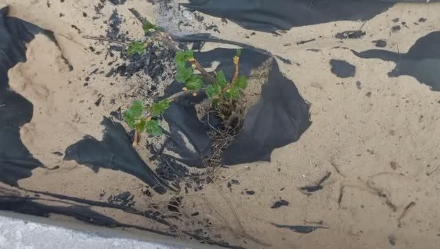 Без ответсвенность людей порожает Пообедали и в ДЕРЕВНЮ увезла рассаду смотреть онлайн