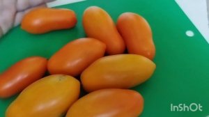 Можно ли брать семена от гибридов помидор?Результат посева семян от гибрида Медовый банан