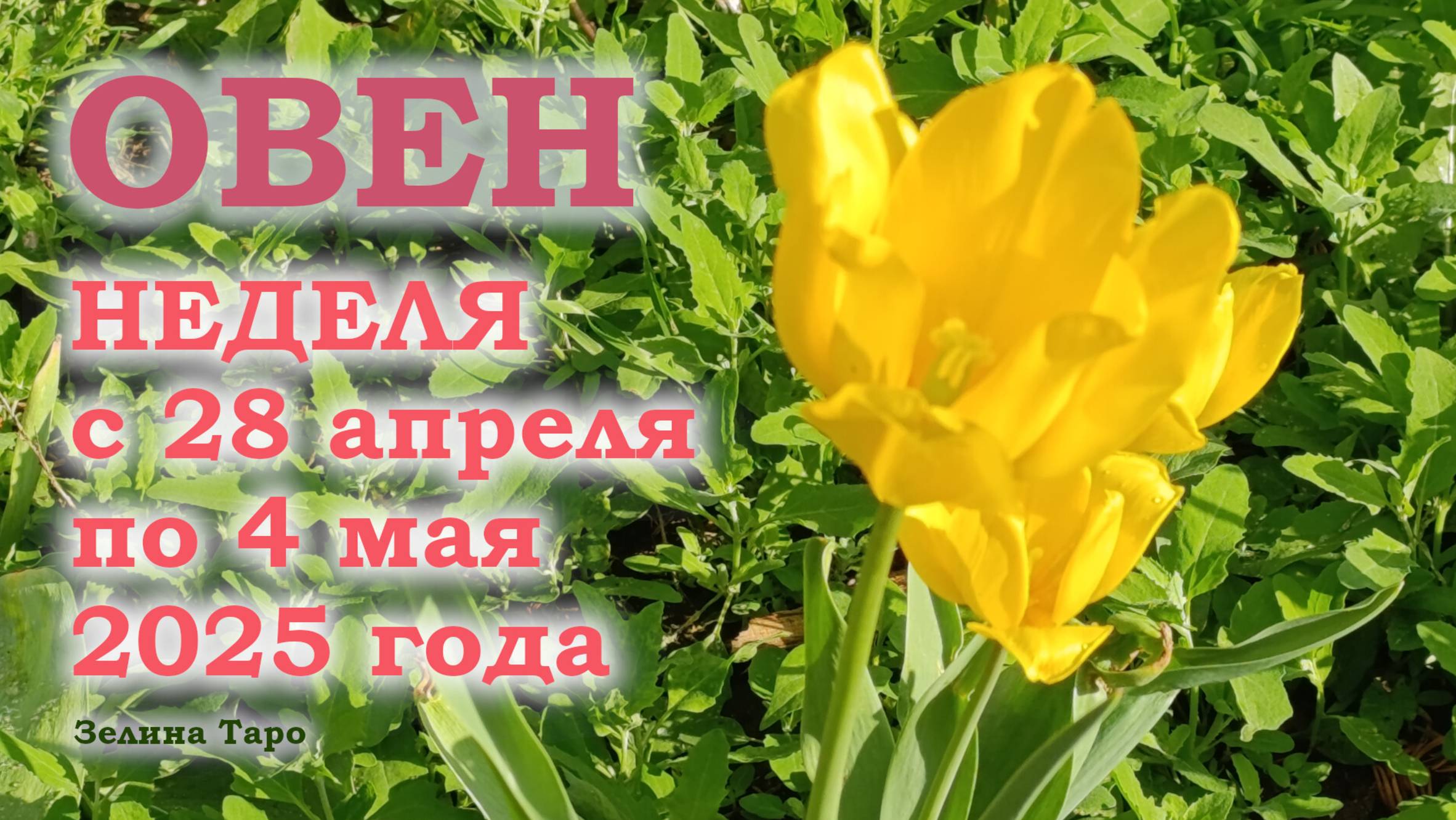 ОВЕН | ТАРО прогноз на неделю с 28 апреля по 4 мая 2025 года