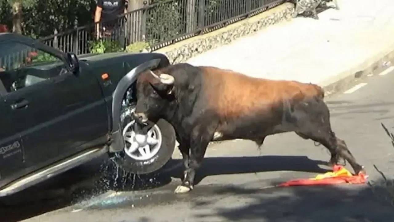 Животные против автомобилей! Носорог, слон, бегемот, бык против машин! смотреть онлайн