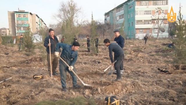 АГМК принимает активное участие в национальном проекте по посадке деревьев