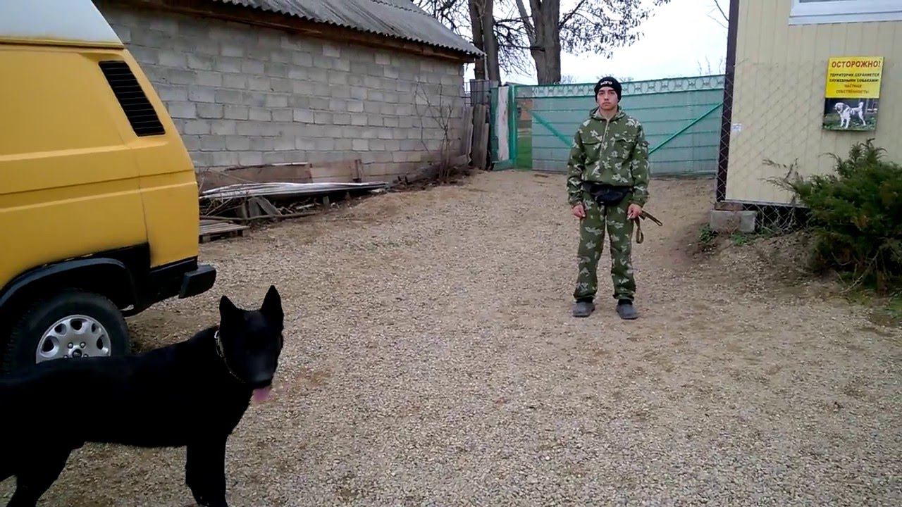 нкд Беня вео. дрессировка собак