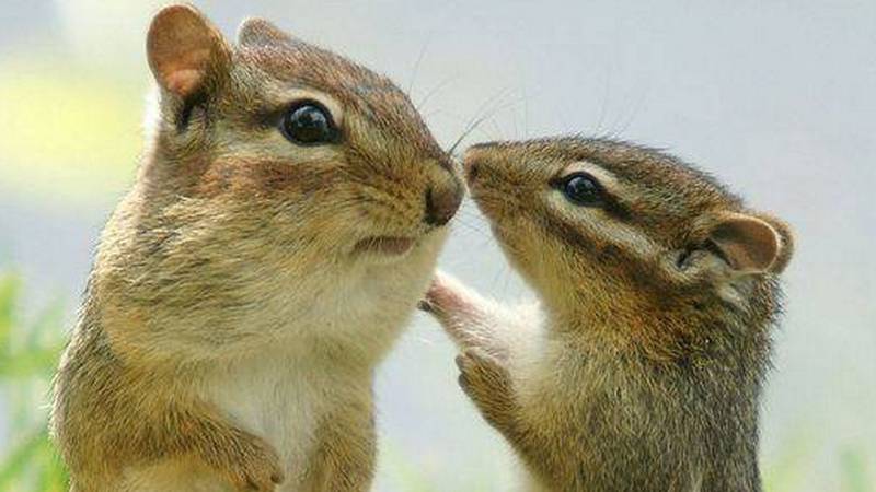 Бурундуки. Прогулка по лесу. Бор. Хорошая погода, природа. Сосновый лес. Пора любви. Животные. Весна смотреть онлайн