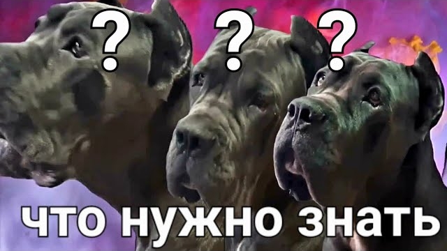 КАНЕ КОРСО о породе.Что нужно знать о Кане Корсо. смотреть онлайн