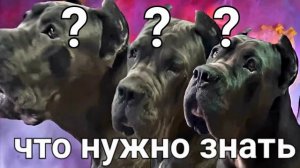КАНЕ КОРСО о породе.Что нужно знать о Кане Корсо.