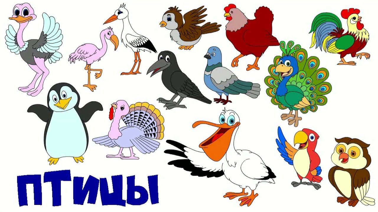Мультик для малышей про птиц. Название птиц и их звуки смотреть онлайн