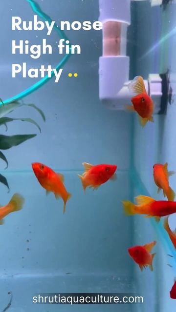 RUBY NOSE HIGH FIN PLATTY смотреть онлайн