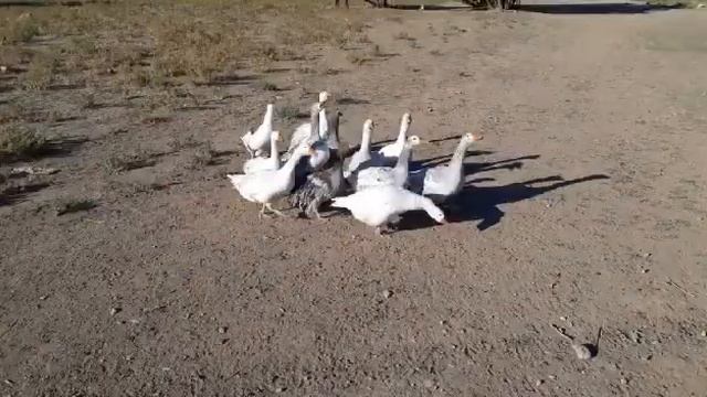 Төркиянең Османия татар авылы. 2020, җәй / Türkiye’nin Osmaniye Kazan Tatar köyü. 2020, yaz смотреть онлайн