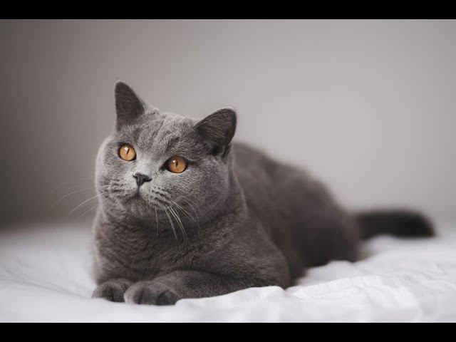 Старушка мышкует#Shorts смотреть онлайн