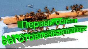 Профессор Кашковский: Развитие пчёл после первого облета с заготовленной пыльцой?