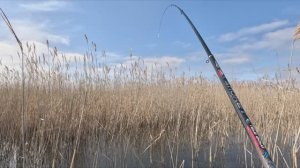 Ловля крупного карася на боковой кивок весной 27.04.2025