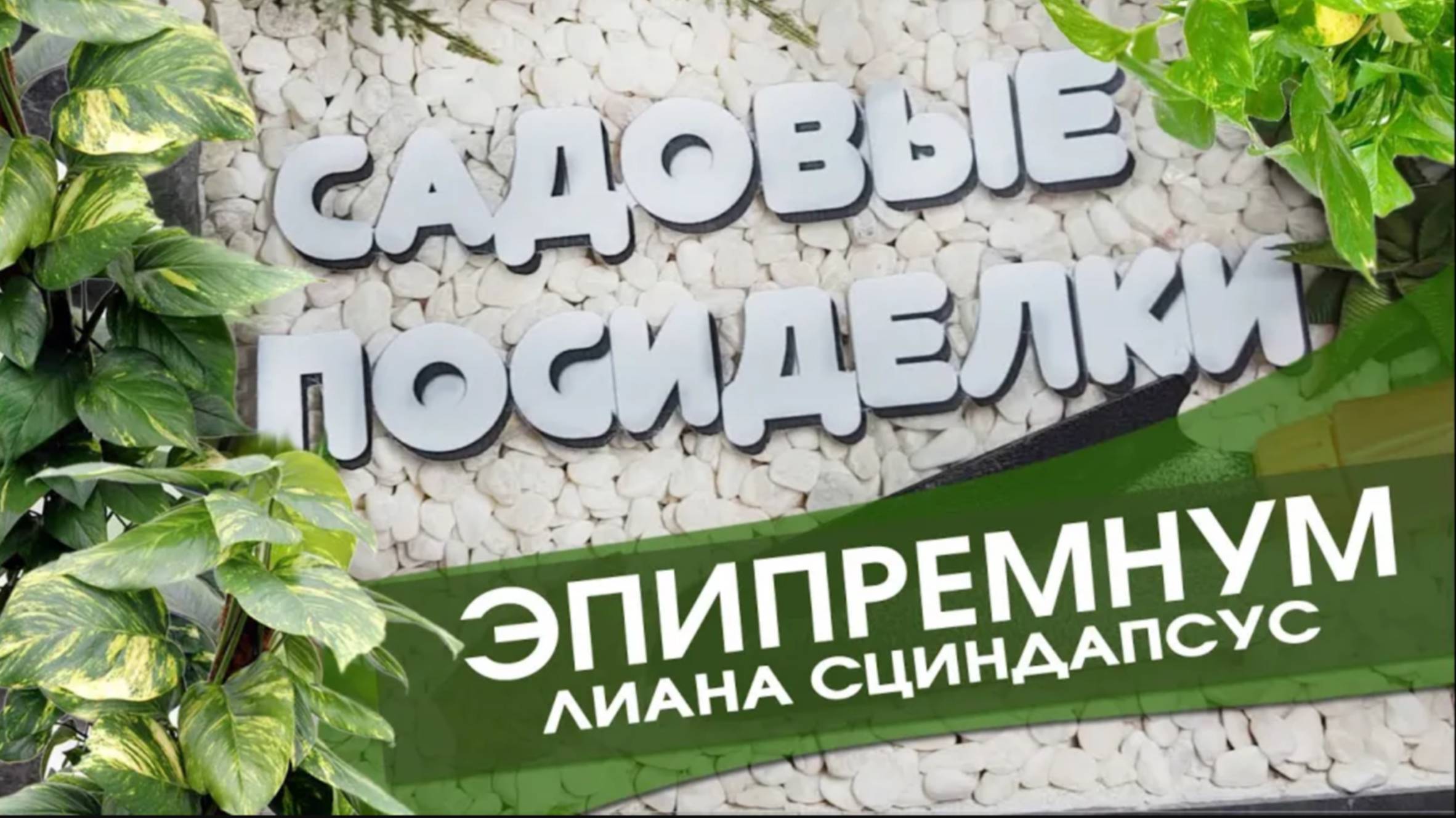 Эпипремнум (Сциндапсус) - секреты ухода и выращивания. Пересадка. Формирование.